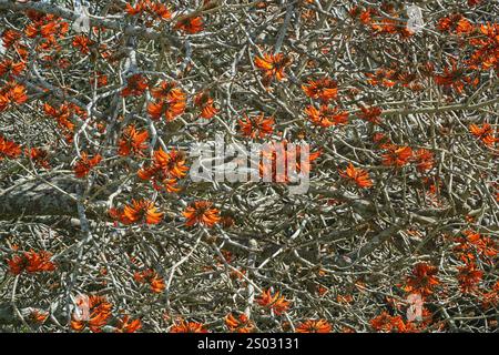 Section of Coral Tree showing the distinctive mass of tangled branches and bright orange-red flowers. Photographed in Winter without leaves. Stock Photo