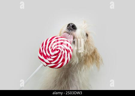 Festive fox puppy dog licking a striped red and white lollipop celebrating birthday, christmas or valentine's day. Isolated on white background Stock Photo