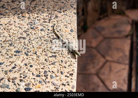 A lizard is sitting on a rock. The lizard is green and brown. The rock is gray and has a lot of small rocks on it Stock Photo