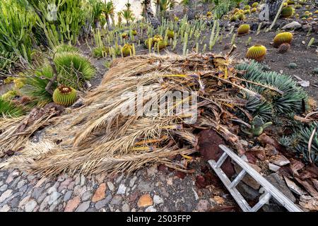 A pile of dried up plant material is on the ground. The plants are brown and dead. The scene is desolate and barren Stock Photo