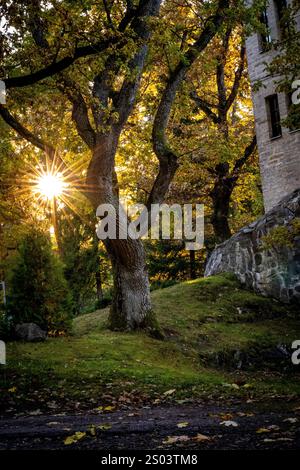 A serene landscape featuring a large tree with a sunburst effect as the sun sets behind it. The scene is illuminated by warm golden light, highlightin Stock Photo