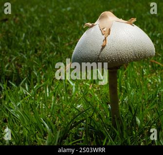 Lawn with a single large toxic mushroom growing in the green grass. Stock Photo