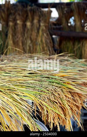 Close up of rice straw ,during the season of collecting the paddy Stock ...