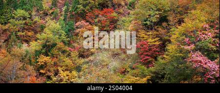 Forest in Japan during autumn season Stock Photo