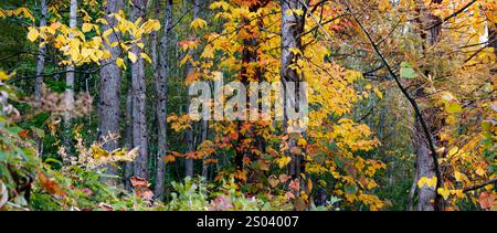 Forest in Japan during autumn season Stock Photo