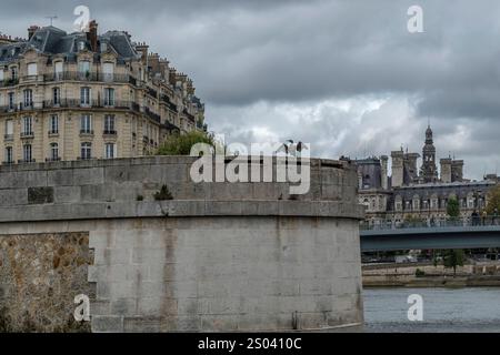 A large black bird flaps its wings on the banks of the Seine River, historic center of Paris, France Stock Photo