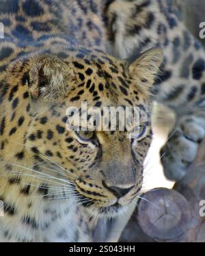 An adult female Amur Leopard (Panthera pardus orientalis) Stock Photo