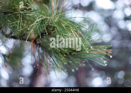 Green pine branches in winter Stock Photo