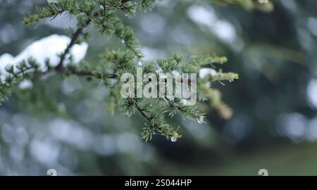 Green pine branches in winter Stock Photo