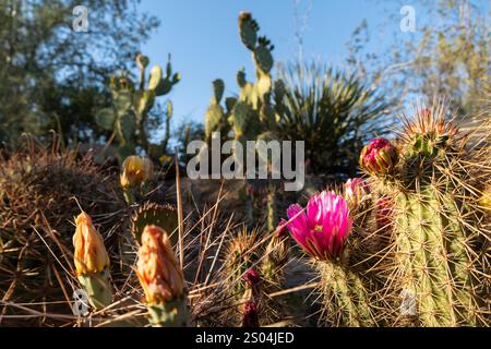Hedgehog cactus in bloom with vibrant pink flowers among prickly pear and other desert plants in warm sunlight Stock Photo