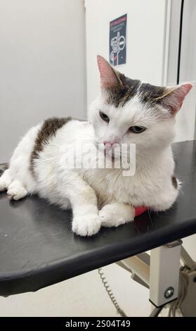 Very sick cat in veterinary clinic is waiting a doctor Stock Photo