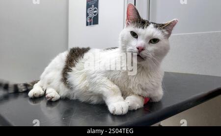 Very sick cat in veterinary clinic is waiting a doctor Stock Photo