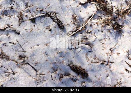 The scene depicts a serene snowy forest with sunlight streaming through the trees, illuminating the ground and creating a tranquil winter atmosphere. Stock Photo