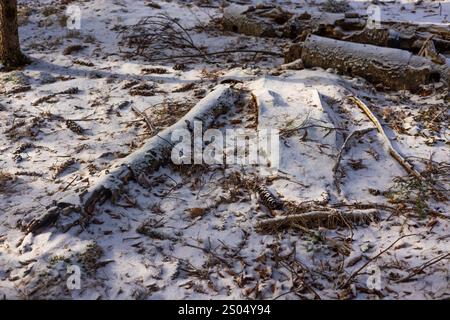 The scene depicts a serene snowy forest with sunlight streaming through the trees, illuminating the ground and creating a tranquil winter atmosphere. Stock Photo