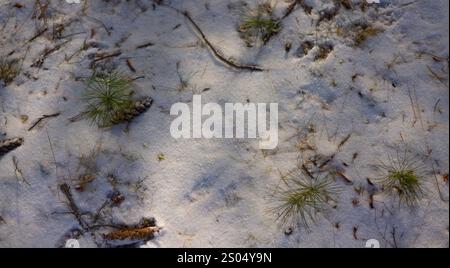 The scene depicts a serene snowy forest with sunlight streaming through the trees, illuminating the ground and creating a tranquil winter atmosphere. Stock Photo