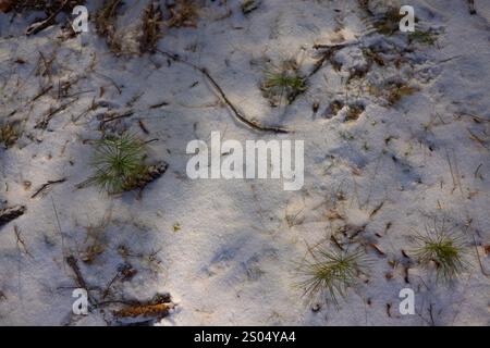 The scene depicts a serene snowy forest with sunlight streaming through the trees, illuminating the ground and creating a tranquil winter atmosphere. Stock Photo