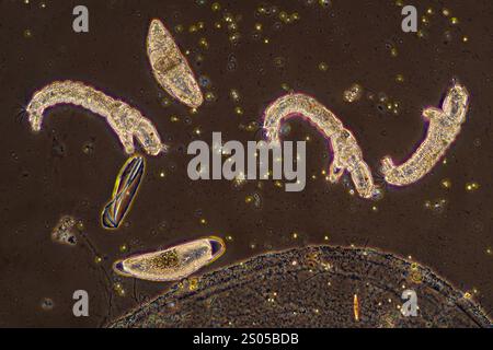 Phase contrast light micrograph of chironomid lake fly larvas and egg. In the chironomid life cycle there are four life stages: egg, larva, pupa, and adult. Female adults lay eggs on the surface of the water. Eggs sink to the bottom and typically hatch in several days to one week. The shape of the eggs in Chironomidae are usually elliptical or kidney-shaped. Magnification: 93x when printed 10 centimetres wide. Stock Photo