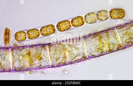 Polarised light micrograph of Melosira sp. diatoms from the Baltic Sea. Diatoms are a type of single-celled photosynthetic algae. They form a significant portion of the Earth's biomass, generating about 20 to 50 percent of the oxygen produced on the planet each year. Melosira diatoms are found in both freshwater and marine habitats. They have uniformly structured valve walls. Magnification: x372 when printed at 10 centimetres wide. Stock Photo