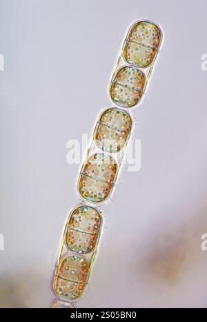 Polarised light micrograph of Melosira sp. diatoms from the Baltic Sea. Diatoms are a type of single-celled photosynthetic algae. They form a significant portion of the Earth's biomass, generating about 20 to 50 percent of the oxygen produced on the planet each year. Melosira diatoms are found in both freshwater and marine habitats. They have uniformly structured valve walls. Magnification: x372 when printed at 10 centimetres wide. Stock Photo