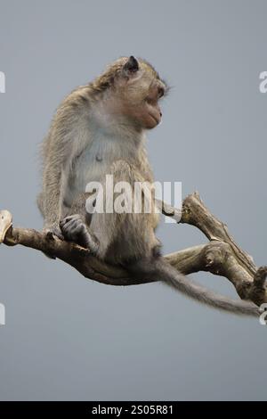 Macaca fascicularis (kera ekor panjang, monyet ekor panjang, long-tailed macaque, crab-eating monkey, cynomolgus macaque) on the tree Stock Photo