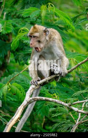 Macaca fascicularis (kera ekor panjang, monyet ekor panjang, long-tailed macaque, crab-eating monkey, cynomolgus macaque) on the tree Stock Photo