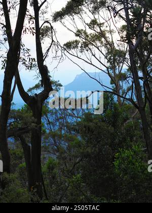 Dense forest trees frame a distant blue mountain under a pale sky, creating a serene, natural landscape in a lush, tranquil setting. Stock Photo