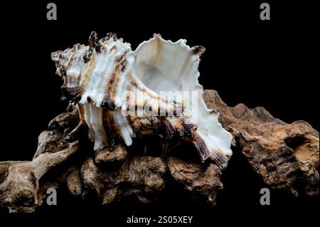 Murex indivia seashell with its intricate spiny structure rests gracefully on a piece of weathered driftwood Stock Photo