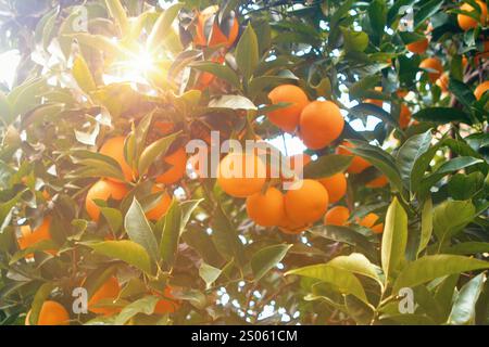 Bunch of fresh ripe oranges hanging on a tree in orange garden. Stock Photo