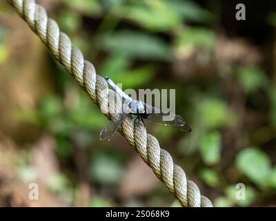 A male white-tailed Skimmer dragonfly, Orthetrum albistylum, rests on a marker rope along a walking path in a Japanese forest. Stock Photo