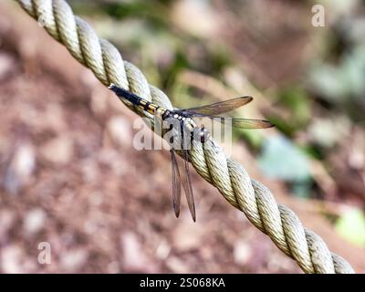 A female Greater Blue Skimmer dragonfly, Orthetrum melania, rests on a marker rope along a walking path in a Japanese forest. Stock Photo