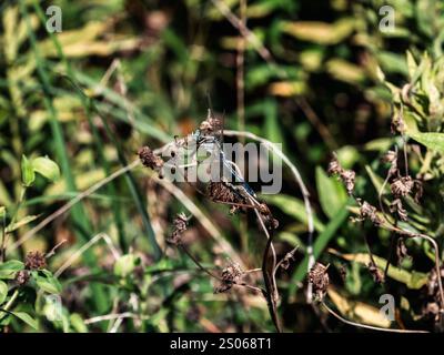 A male white-tailed Skimmer dragonfly, Orthetrum albistylum, rests on some dead weeds near a Japanese farm in Fujisawa, Japan. Stock Photo