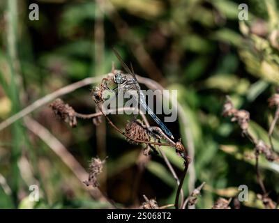 A male white-tailed Skimmer dragonfly, Orthetrum albistylum, rests on some dead weeds near a Japanese farm in Fujisawa, Japan. Stock Photo
