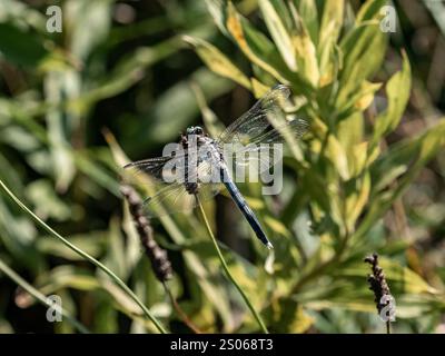 A male white-tailed Skimmer dragonfly, Orthetrum albistylum, rests on some dead weeds near a Japanese farm in Fujisawa, Japan. Stock Photo