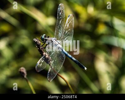A male white-tailed Skimmer dragonfly, Orthetrum albistylum, rests on some dead weeds near a Japanese farm in Fujisawa, Japan. Stock Photo