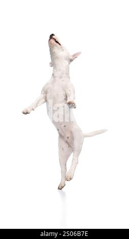 White Miniature Bull Terrier leaps into air, mouth open in playful bark. Dog's body extended and front paws raised. Stock Photo