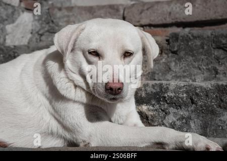 White dog rest outside on a sunny day. A close-up of a white dog resting peacefully on a floor. A labrador relaxing outdoor on the steps. Stock Photo