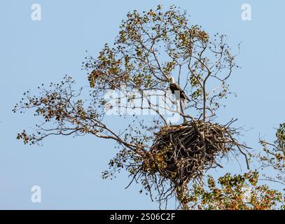 A Bald Eagle (Haliaeetus leucocephalus) perched above its nest on a tree. Texas, USA. Stock Photo