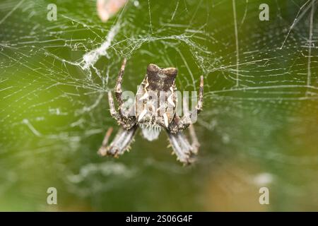 The Tropical Tent-web Spider (Cyrtophora citricola) in natural habitat Stock Photo