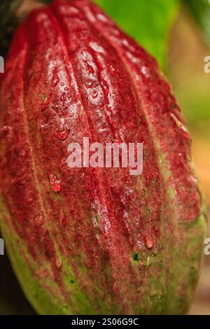 A red and green chocolate pod with raindrops on it. Concept of freshness and natural beauty Stock Photo