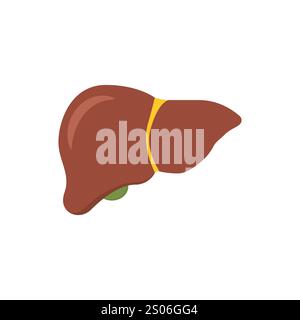 Liver anatomy structure on white background in cartoon style. Healthy hepatic system internal organ. Green gallbladder Stock Vector