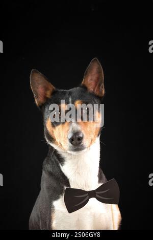 Serious and funny dog of african basenji breed wearing bow tie isolated against black background. Copy space. Stock Photo