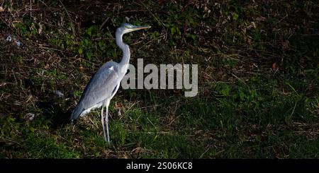 Ardea cinerea aka grey heron. Majestic fish hunting bird in his habitat. Standing on the bank river Becva in Roznov pod Radhostem. Stock Photo