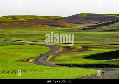 Back road winding through the wheat farming region known as The Palouse, Washington State, USA Stock Photo