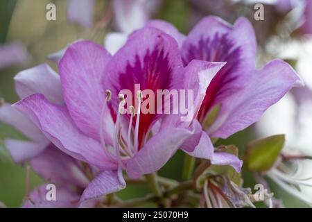 A close-up view of a stunning orchid tree flower, with delicate purple petals highlighted by a contrasting pink center. The intricate details of the b Stock Photo