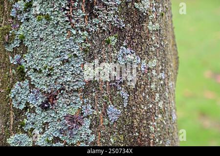 Flechten In Der Natur Flechten Befinden Sich Auf Einem Baumstamm flechten-in-der-natur-flechten-befinden-sich-auf-einem-baumstamm