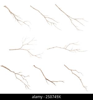 Tree branches with graceful twigs in a set. Watercolor digital illustration. Brown old and dry branches, isolated on a white background. Twigs for pos Stock Photo