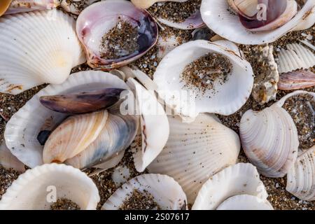 A pile of shells on the beach, some of which are broken. The shells are of different sizes and colors, and they are scattered all over the sand. Conce Stock Photo
