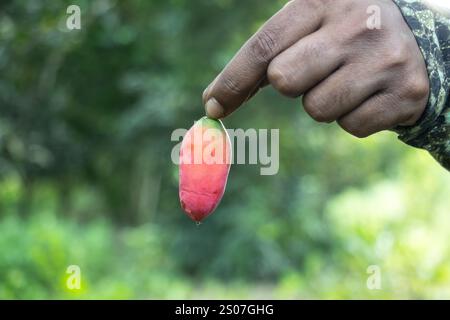 Man holding a red ripe ivy gourd. Coccinia grandis, ivy gourd, also known as scarlet gourd, Tindora and kowai fruit, is a tropical vine and medicinal Stock Photo