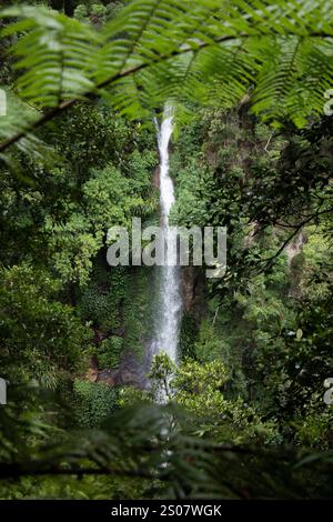 Coomera falls circuit, Beechmont, Queensland, Australia Stock Photo