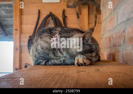 Sleeping grey striped cat on a wooden table next to a brick wall. Photo taken in New Orleans Louisiana Stock Photo